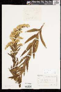 Solidago sempervirens image