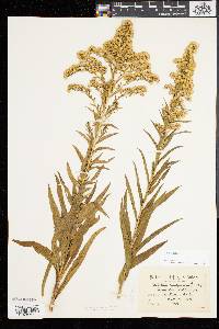 Solidago sempervirens image