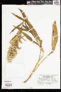 Solidago sempervirens image