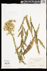 Solidago sempervirens image