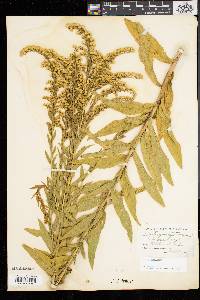 Solidago sempervirens image