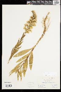 Solidago sempervirens image