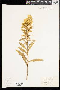 Solidago sempervirens image