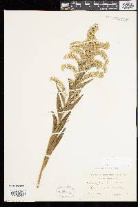 Solidago sempervirens image