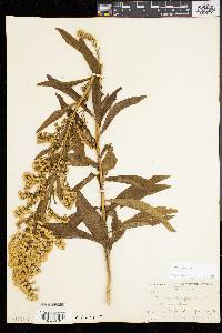 Solidago sempervirens image