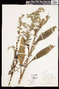 Solidago sempervirens image