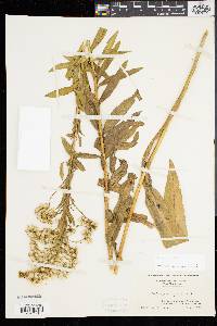 Solidago sempervirens image