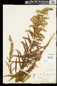 Solidago sempervirens image