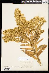 Solidago sempervirens image