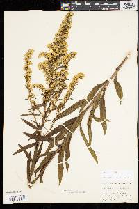 Solidago sempervirens image