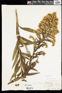 Solidago sempervirens image