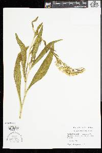 Solidago sempervirens image