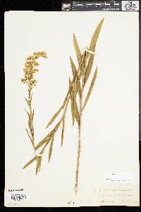 Solidago sempervirens image