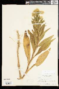 Solidago sempervirens image