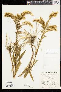 Solidago sempervirens image