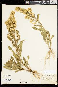 Solidago sempervirens image