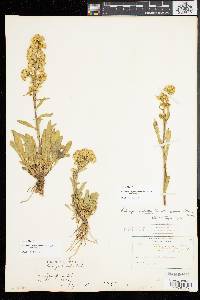 Solidago simplex image