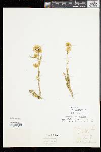 Solidago simplex image