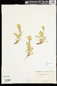 Solidago simplex image