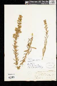 Solidago simplex image