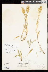 Solidago simplex image