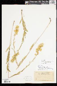 Solidago simplex image