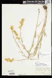 Solidago simplex image