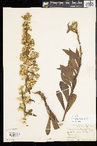 Solidago simplex image