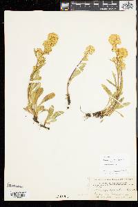 Solidago simplex image