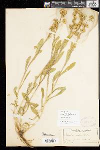 Solidago simplex image