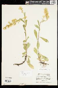 Solidago simplex image