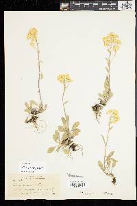 Solidago simplex image