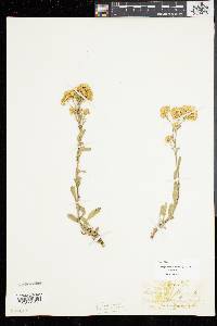 Solidago simplex image