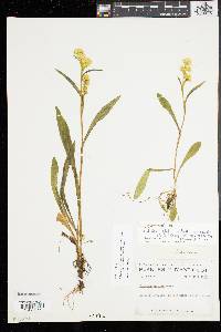 Solidago simplex image