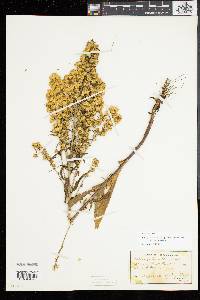 Solidago simplex image