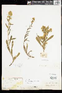 Solidago simplex image