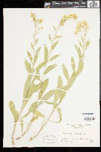 Solidago velutina image