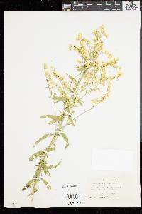 Solidago velutina image