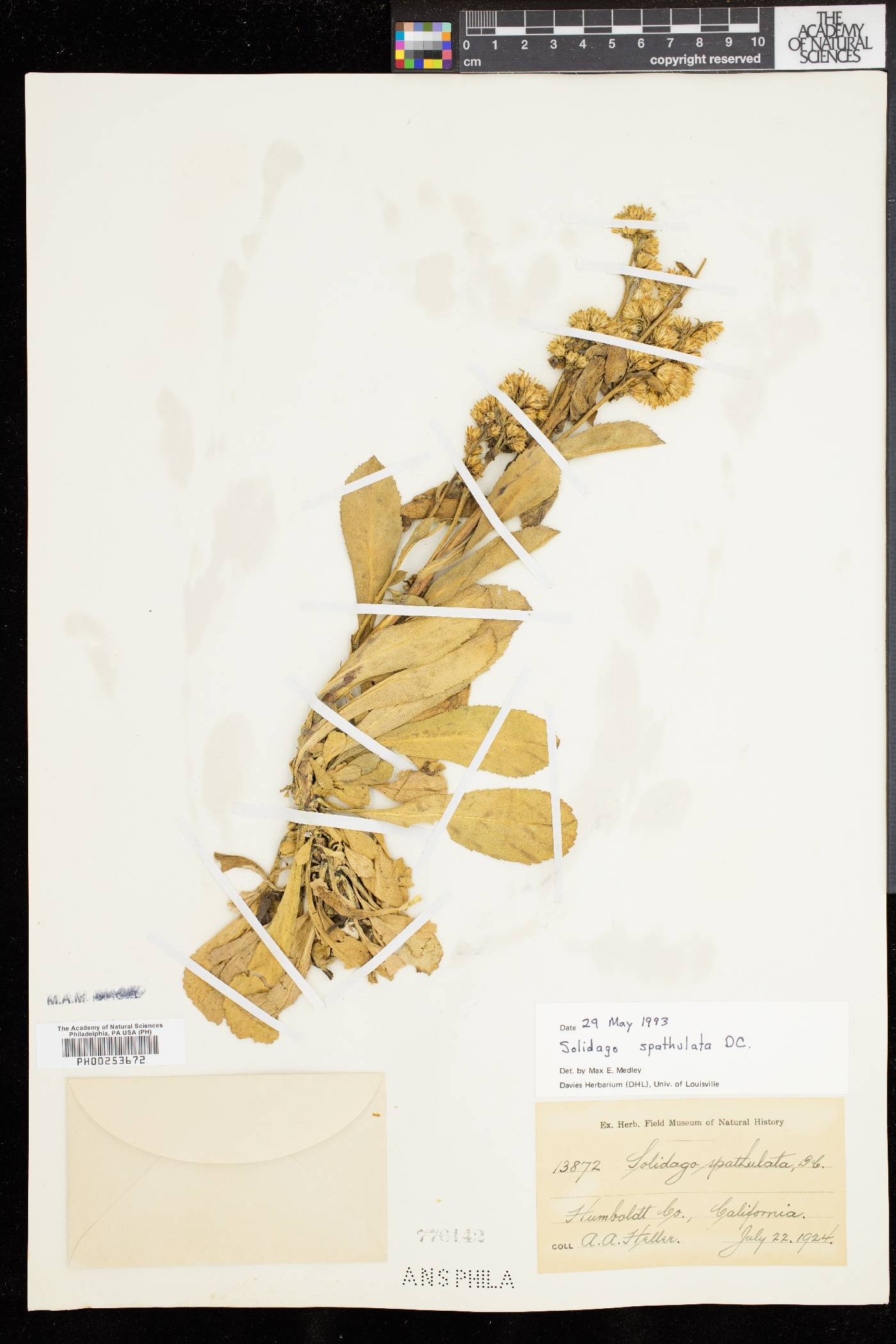 Solidago spathulata image