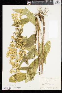 Solidago speciosa image