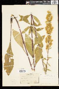 Solidago speciosa image