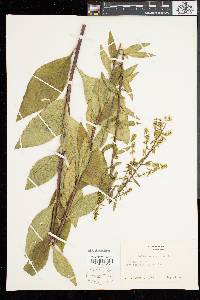 Solidago speciosa image