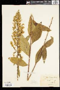 Solidago speciosa image