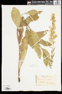 Solidago speciosa image