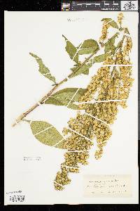 Solidago speciosa image