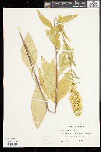 Solidago speciosa image