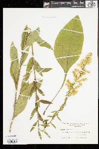 Solidago speciosa image