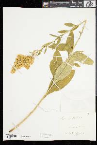 Solidago speciosa image