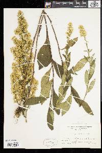 Solidago speciosa image