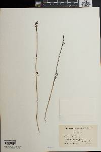 Arethusa bulbosa image